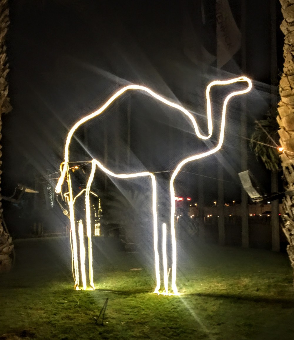 The only camel I could find up close and personal